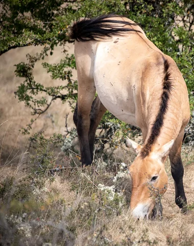 Cheval de Przewalski sur le Causse Méjean