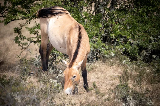 Cheval de Przewalski sur le Causse Méjean
