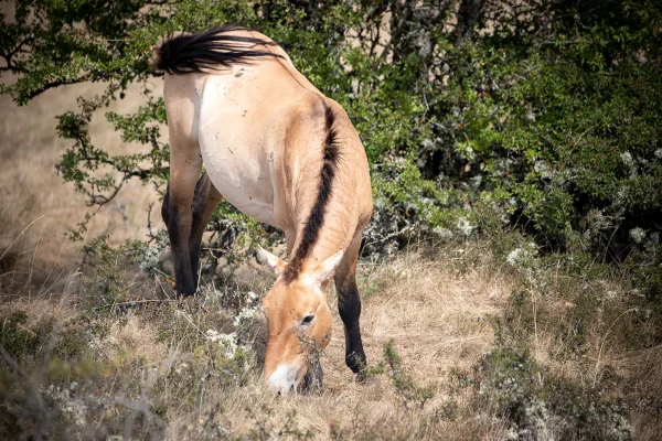 Cheval de Przewalski sur le Causse Méjean