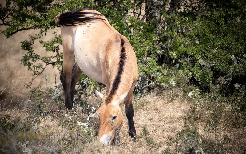 Cheval de Przewalski sur le Causse Méjean