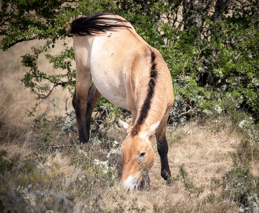 Cheval de Przewalski sur le Causse Méjean