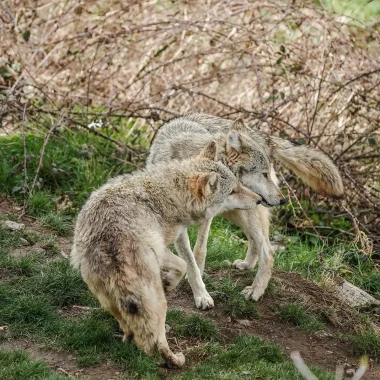 Loups du Gévaudan