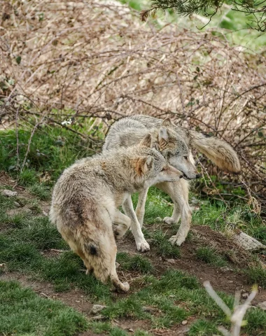 Loups du Gévaudan