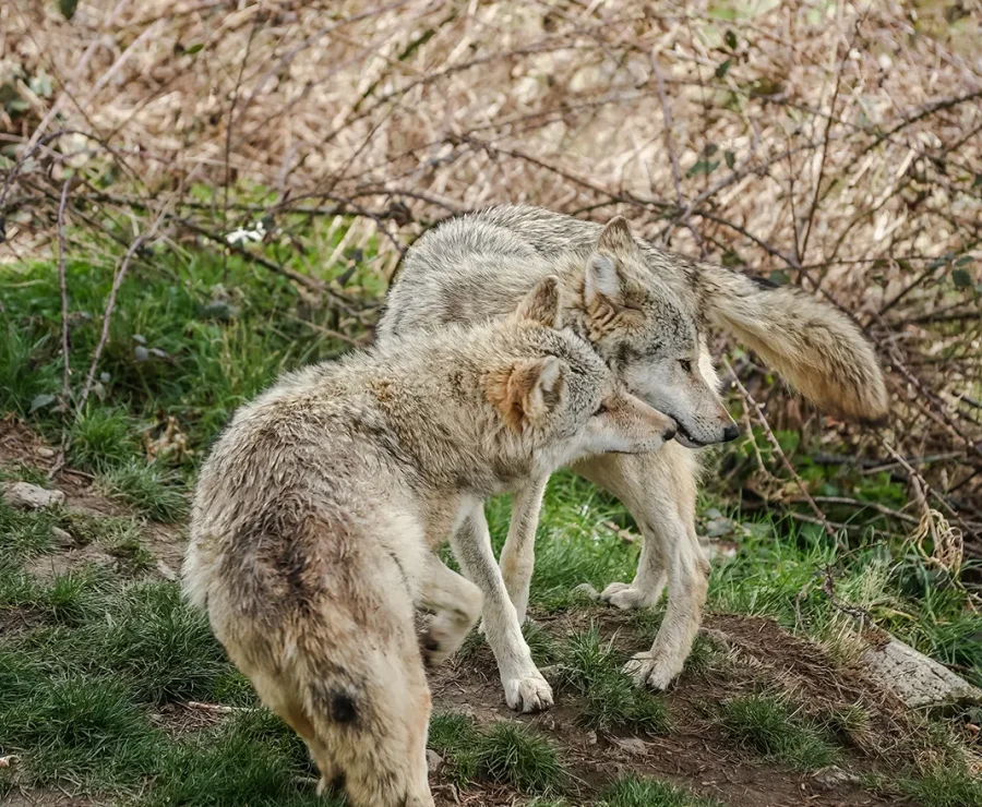 Loups du Gévaudan