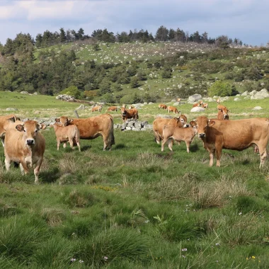 Troupeau de vaches Aubrac