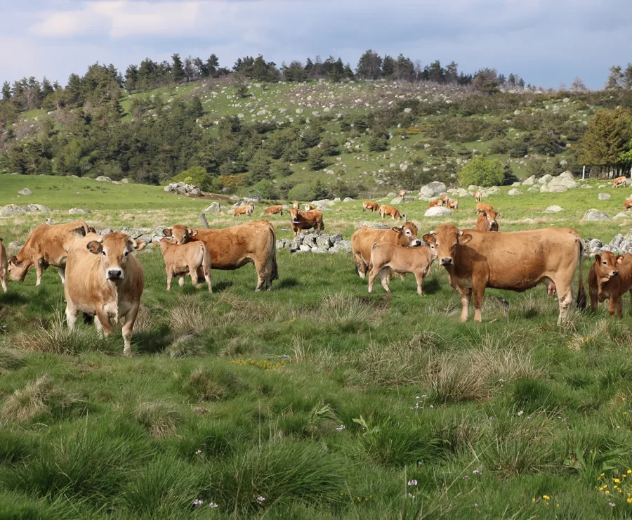 Troupeau de vaches Aubrac