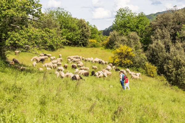 Encountering a flock of sheep in the Cévennes