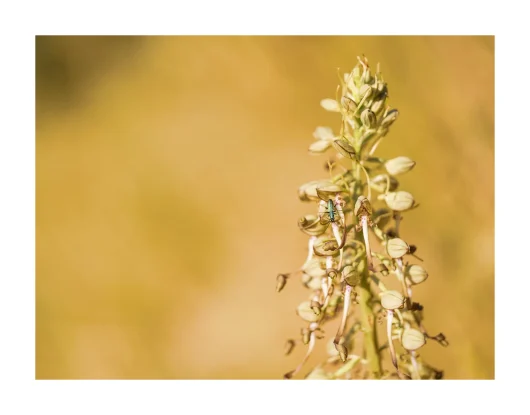 Orchidées sauvages