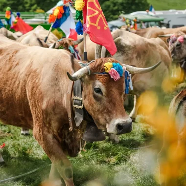 Fête de la Transhumance Aubrac