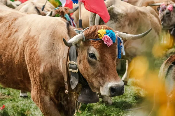 Fête de la Transhumance Aubrac