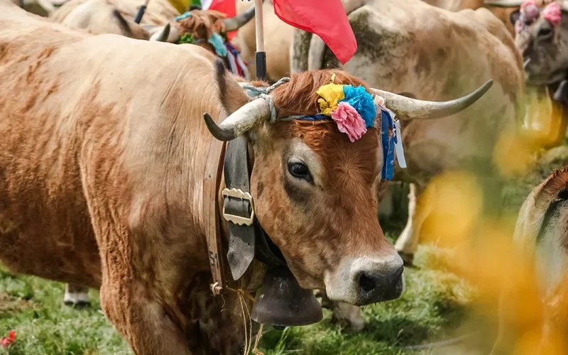 Fête de la Transhumance Aubrac