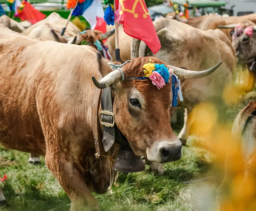 Fête de la Transhumance Aubrac