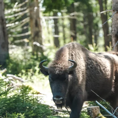 Réserve des bisons d'Europe en Margeride