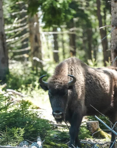 Réserve des bisons d'Europe