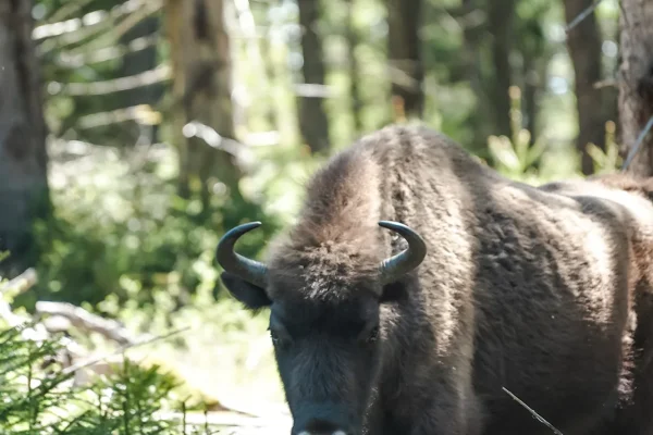 Réserve des bisons d'Europe en Margeride
