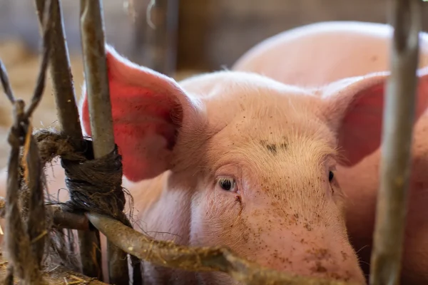 cochon