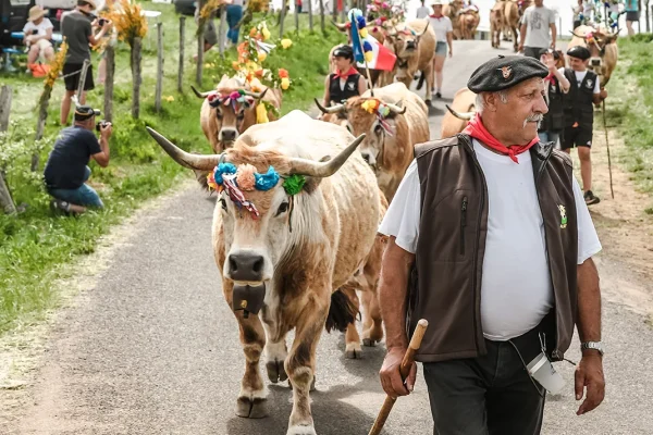 Eleveurs et vaches en transhumance