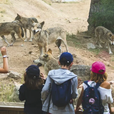 Enfants au parc des loups du Gévaudan