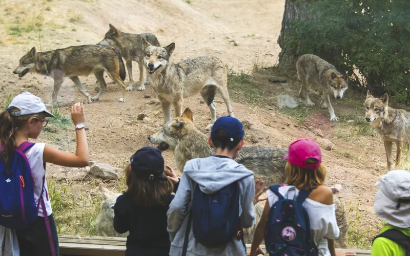 Enfants au parc des loups du Gévaudan