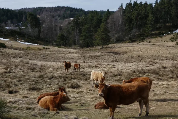 Vaches dans un champ