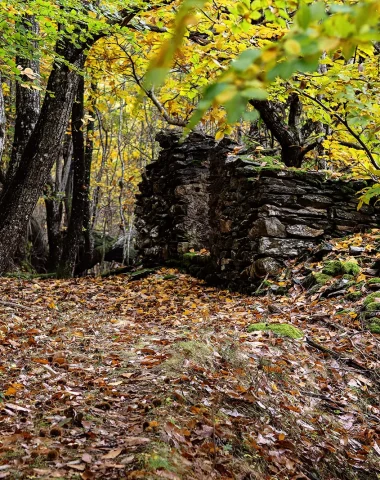 Forêt de châtaigniers