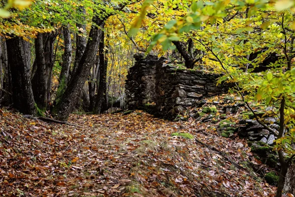 Forêt de châtaigniers