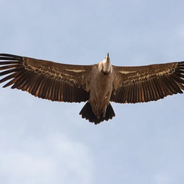 Vautour