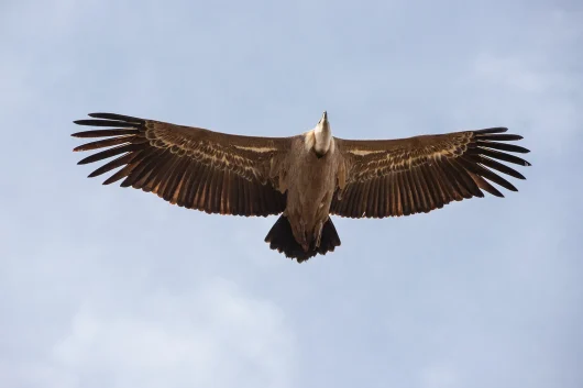 Vautour