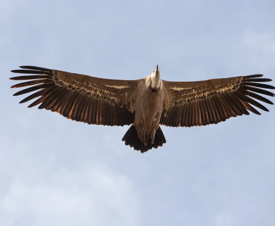 Vautour