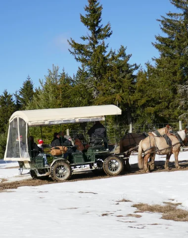 Visite de la réserve des bisons d'Europe en calèche