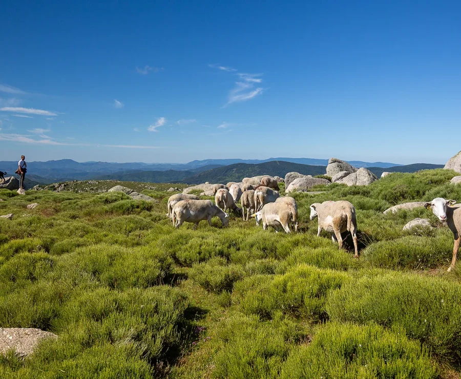 Berger et ses brebis sur le Mont-Lozère