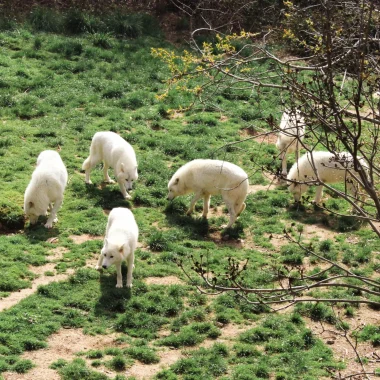 Meute de loups arctiques