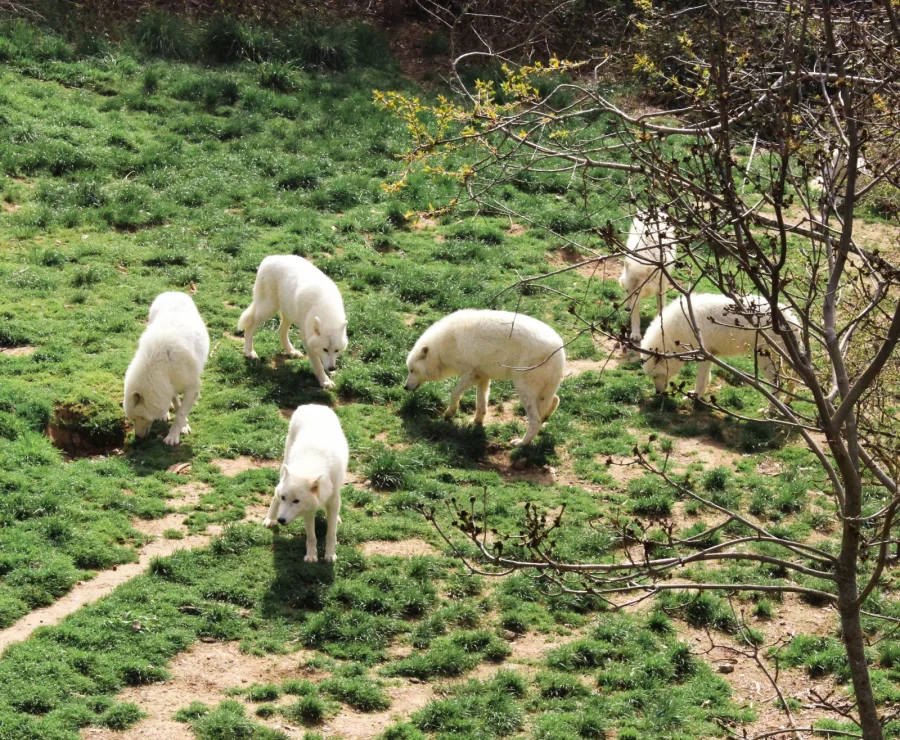 Meute de loups arctiques