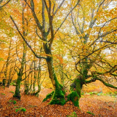 Forêt de Margeride