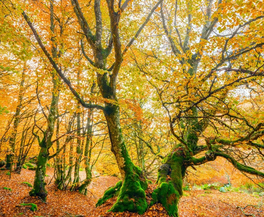 Forêt de Margeride