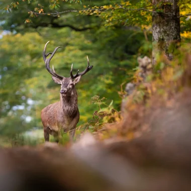 Brame du cerf