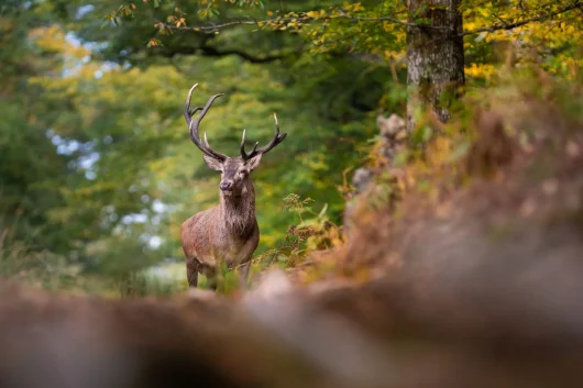 Brame du cerf
