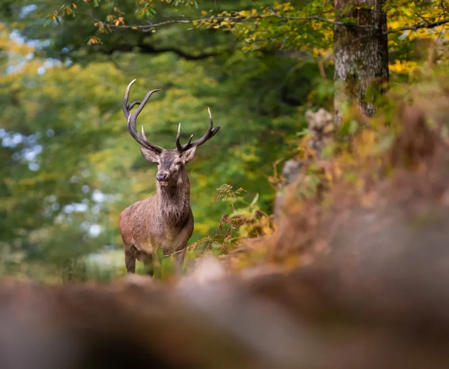 Brame du cerf