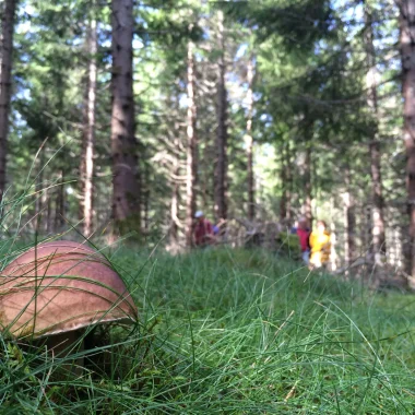 Cèpe en forêt