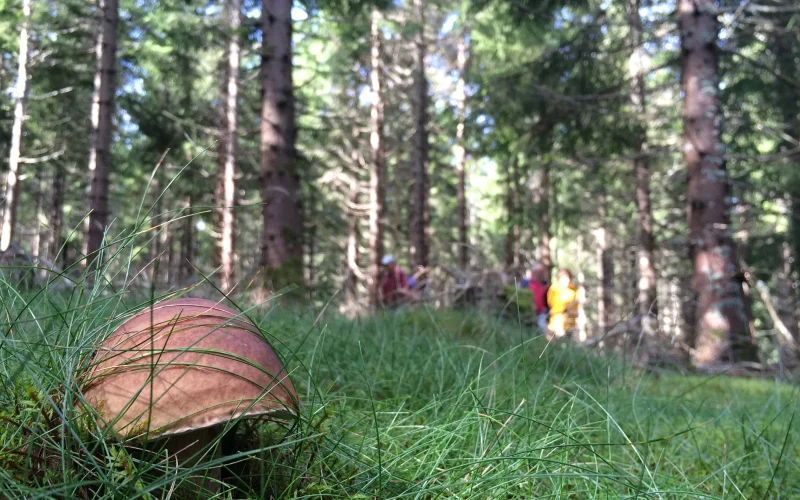 Cèpe en forêt