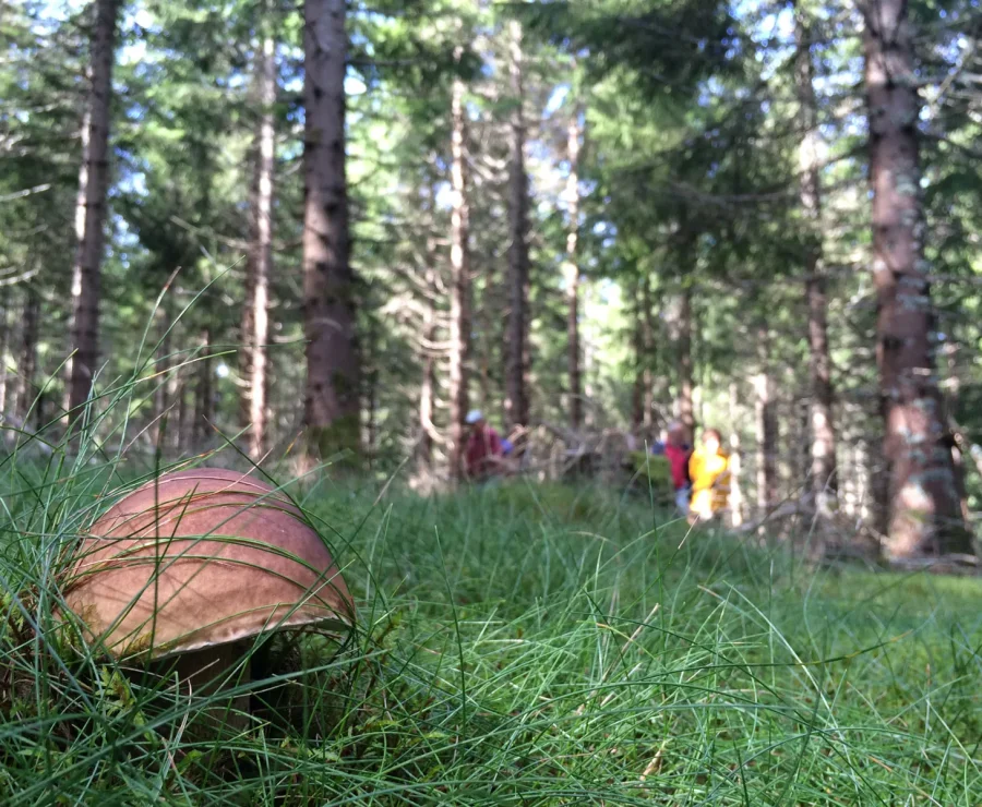 Cèpe en forêt
