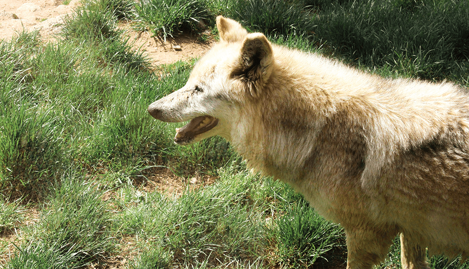 loups du gevaudan margeride lozere