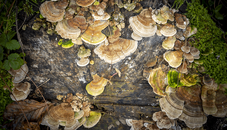champignons arbre lozere